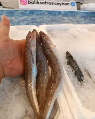 1 KG GÜMÜŞ BALIĞI