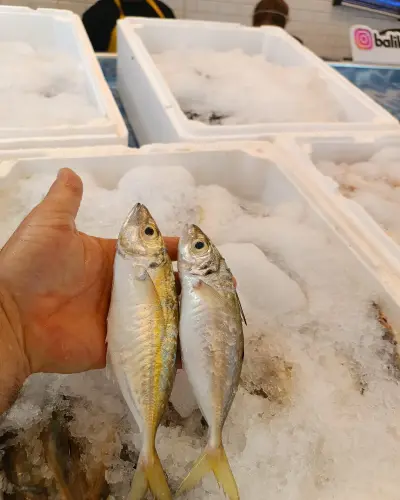 1 KG İSTAVRİT