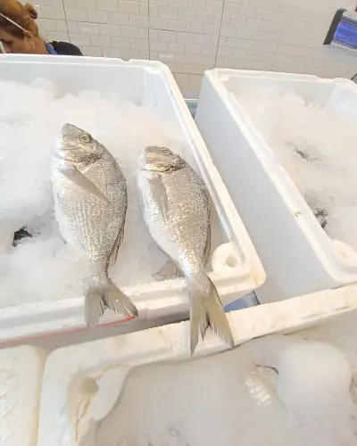 1 KG KÜÇÜK DENİZ ÇİPURA