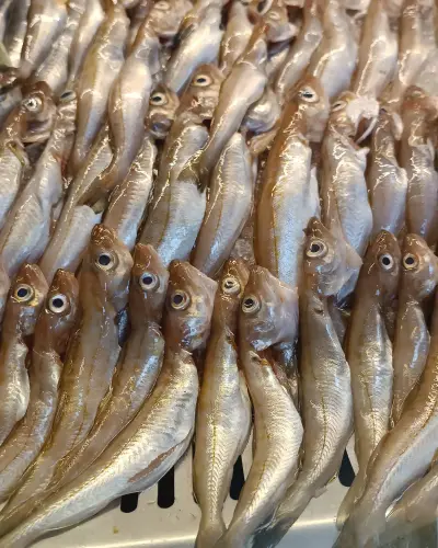 KILÇIKSIZ KARADENİZ MEZGİT