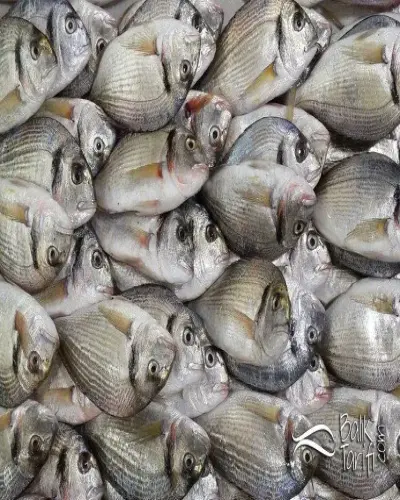 LİDAKİ DENİZ ÇİPURA
